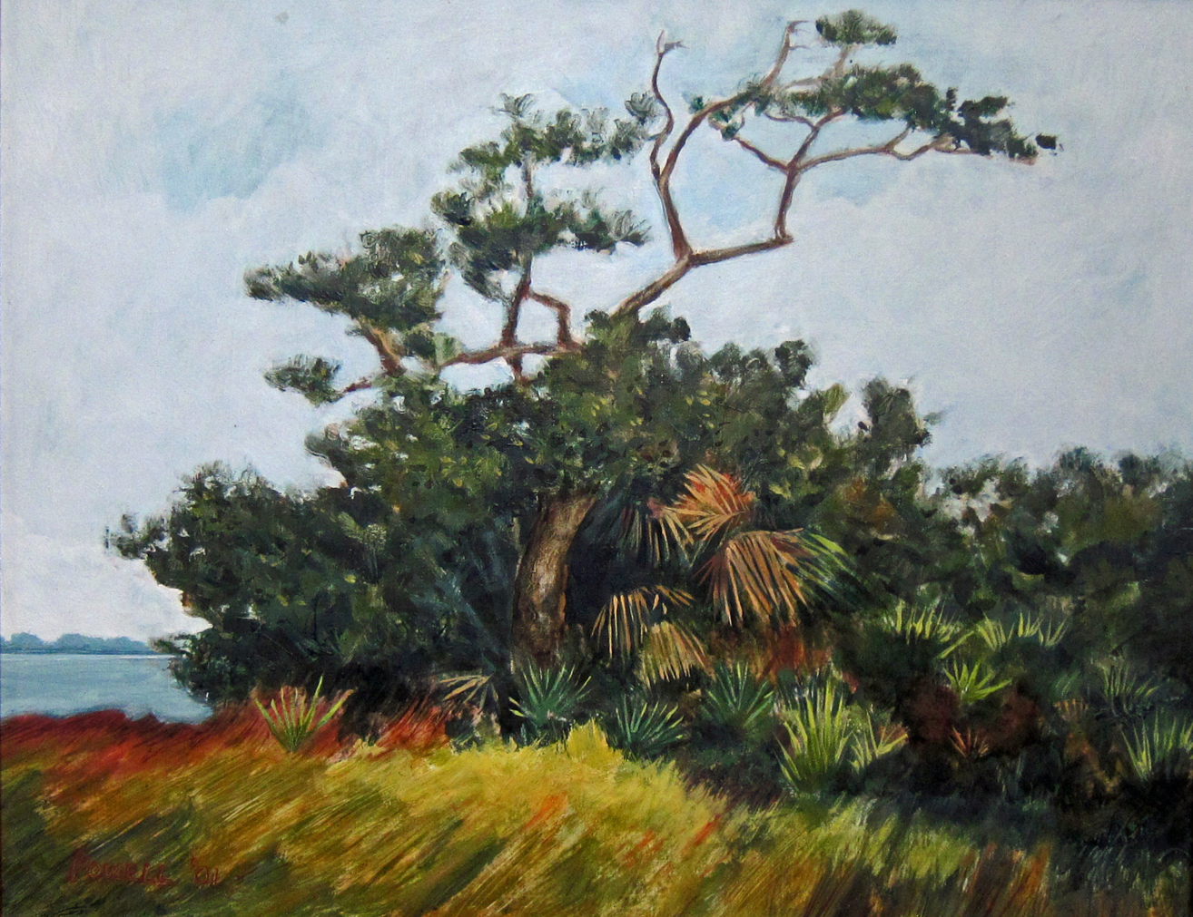Live Oak - Garden Island (Cedar Key, FL)